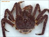 【当日鲜】【鲜活】阿拉斯加帝王蟹 长脚蟹 海鲜螃蟹 约3-15斤/只