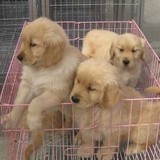 出售纯种金毛幼犬/金毛导盲犬/黄金猎犬/疫苗已做/可视频挑选85