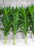 特价水培富贵竹植物花卉室内盆栽净化空气开运竹好养竹子水里植物