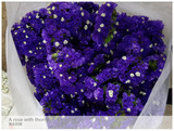 勿忘我 紫色 鲜花（可做干花）昆明斗南鲜花批发（1扎1公斤）顺丰