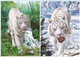 三维画批发 高清3D立体画 PET立体变图画 白虎 动物类立体画