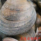 大连庄河海鲜特产 海捕鲜活新鲜天鹅蛋 紫石房蛤 大蛤蜊 4~6个/斤