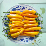 蔬菜种子 金樱黄椒 辣椒种子 四季播阳台易种盆栽菜籽较辣