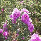食用玫瑰花苗 大马士革 香水玫瑰 可做玫瑰茶 包成活 玫瑰花小苗