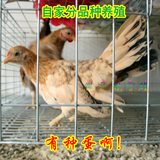 鹏飞观赏鸡种鸡孵化纯种元宝鸡矮脚鸡马来鸡精品黑白种蛋分开养殖