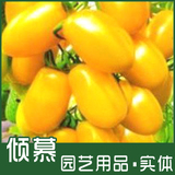 倾慕园艺 省农科院种子 黄箭樱桃番茄 黄圣女果 小番茄 四季可播