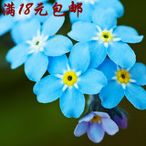 18元包邮 中国勿忘我种子蓝色 观赏花卉籽阳台盆栽易种花草绿植物