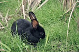 宠物兔宝宝小野兔公主兔小白兔黑兔子兔活体包邮包活送笼子 肉兔