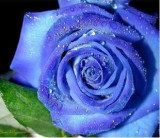 庭院 盆栽 花卉 玫瑰苗 蓝色玫瑰花苗 苗木3年苗 当年开花