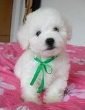 郑州比熊 韩国泰迪犬 袖珍犬 白色宠物狗狗 泰迪熊 幼犬 出售w1