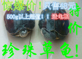活体乌龟 新手 吃菜龟 宠物龟 观赏龟 半水龟 素食龟 包活 500G