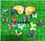 橡胶仿真/昆虫动物玩具/大小蝴蝶/13款不同种类蝴蝶 昆虫玩具模型