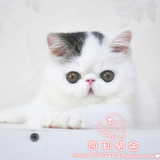 【凯利猫】CFA注册异国短毛猫 纯种加菲猫宠物 棕虎斑加白梵文公