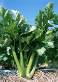 北京农产品蔬菜配送新鲜蔬菜香芹菜 有机蔬菜青菜小芹菜 农家肥