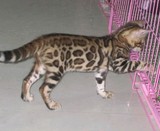 阿强@家庭式猫舍，世界名猫 孟加拉豹猫，私加精品，调皮可爱