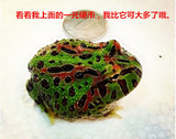 进口美国钟角蛙4CM健康稳定个体 单身男女宠物蛙 送海绵1张