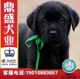 拉布拉多犬/纯种幼犬/特价出售/宠物狗狗/支付宝交易/【皇冠店】
