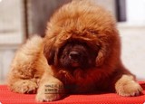 原生态 藏獒纯种幼犬 红獒大狮头 大型獒园出售 铁包金 带血统FD