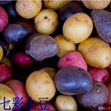 新品种蔬菜 蔬果种子 黑土豆种子 土豆种子 彩色土豆种子 20粒