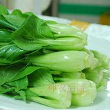 100粒 上海青种子小青菜种子蔬菜籽含丰富的钙磷铁四季播种盆栽