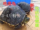 活体龟深水宠物大乌龟 吃菜新手观赏龟 素食龟镇宅龟 招财龟3-4斤
