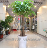 发财树大盆栽 三组合室内办公室客厅常绿植物  同城郑州花卉送货