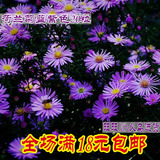9.9元包邮 荷兰菊蓝紫色种子 盆栽鲜花种子观赏花卉阳台小植物