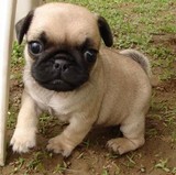 郑州赛级迷你巴哥幼犬出售 纯种家养宠物狗狗