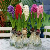 桌面摆设芳香花卉 风信子 水养水生植物风信子种球 水培风信子花
