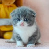 宠物小猫咪纯种英国短毛猫英短蓝猫立耳折耳活体幼猫幼崽宠物猫10