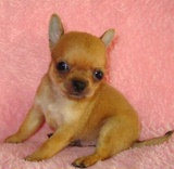 小体型吉娃娃幼犬出售 纯种家养吉娃娃犬 赛级吉娃娃宠物狗大眼睛