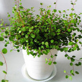 千叶吊兰 净化空气 室内盆栽植物 新房的绿色清新剂 婚纱吊兰花卉