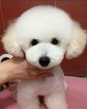 实店出售纯种宠物狗狗白色泰迪贵宾犬/玩具迷你白贵宾幼犬/贵妇犬