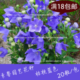 铃铛花种子 桔梗种子蓝色 气球花籽 阳台种植盆栽观赏花