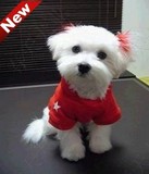 马尔济斯犬幼犬出售健康纯种长毛观赏犬宠物狗 北京可上门挑选