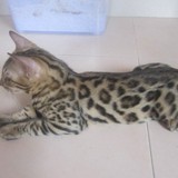 ☆上海本地猫舍☆可爱赛级孟加拉豹猫 空心小豹猫 纯种猫