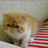 家养赛级 纯种可爱加菲猫红虎斑加白幼猫