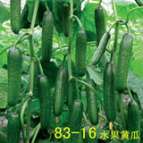 寿光蔬菜种子世界优良品种83-16水果黄瓜种子迷你生吃