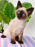 CFA注册猫舍活体 泰国暹罗猫，海豹重点色 疫苗已做 包健康