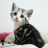 【兰猫坊】CFA 超可爱漂亮の美短银虎斑加白猫宝宝 美国短毛猫