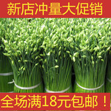 韭菜种子高抗病 耐寒耐热蔬菜种子 不休眠 50粒