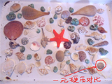 江浙沪满百包邮 小海螺贝壳海星套装 鱼缸装饰 几十个500g上下1包