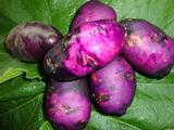 纯正黑土豆种子 黑美人紫土豆 黑金刚紫土豆  里外全黑 营养丰富