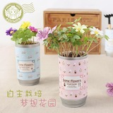 易拉罐DIY创意可爱迷你小植物办公室桌面花种子魔豆微景观小盆栽