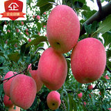 新品种果树苗 玫瑰红苹果苗 苹果树苗 酸甜可口红富士苹果