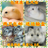 仓鼠宝宝 布丁/银狐/三线/紫仓小宠物仓鼠活体可选夫妻鼠送运输盒