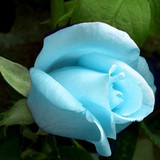 透明蓝 玫瑰花苗盆栽香水大花进口七彩5年苗 蔷薇藤本月季爬藤