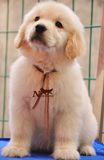 赛级血统金毛犬幼犬 出售纯种金毛活体宠物狗 保健康金毛巡寻回犬