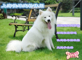 上海24小时全天宠物寄养 训练 美容各种狗狗 金毛/拉布拉多 中犬