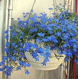 垂吊植物 盆栽花卉 蓝花亚麻种子 天蓝色小花 非常美丽四季播50粒
